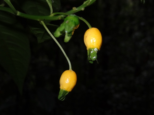 Burmeistera brachyandra (Burmeistera brachyandra)