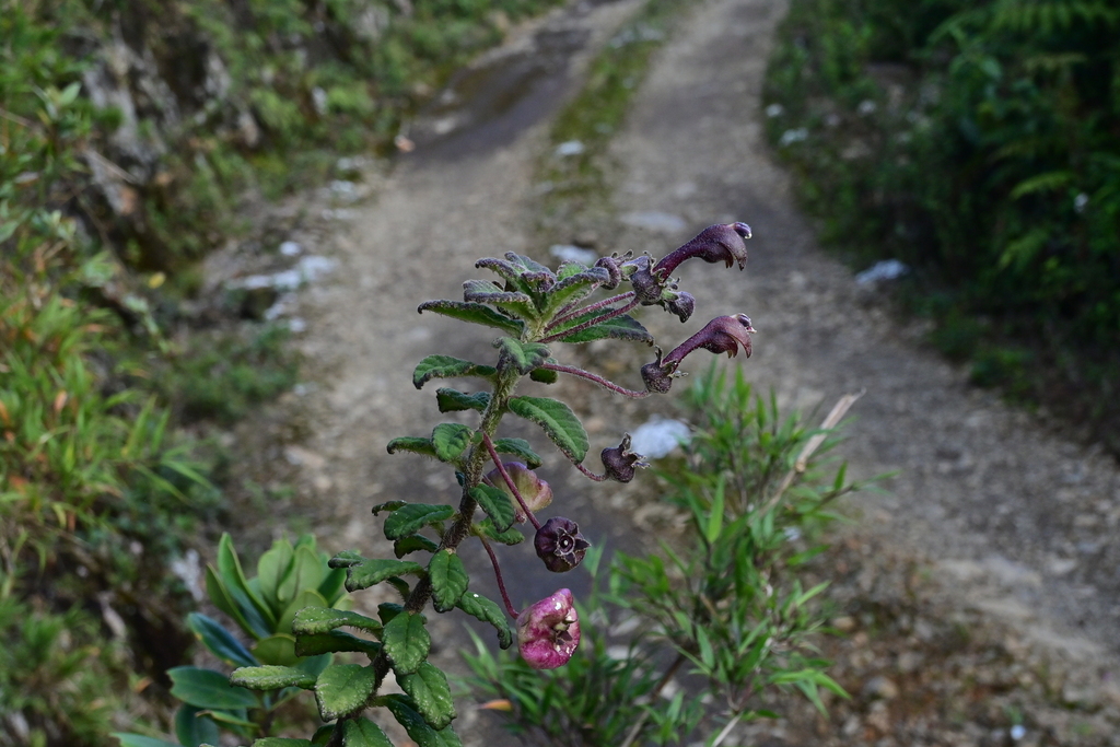 Burmeistera breviflora (Burmeistera breviflora)
