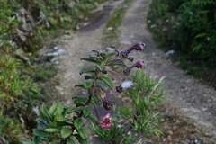 Burmeistera breviflora (Burmeistera breviflora)