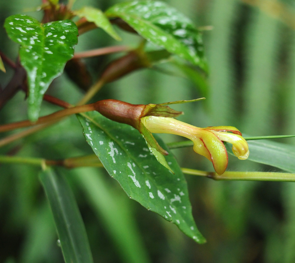 Burmeistera caldasensis (Burmeistera caldasensis)