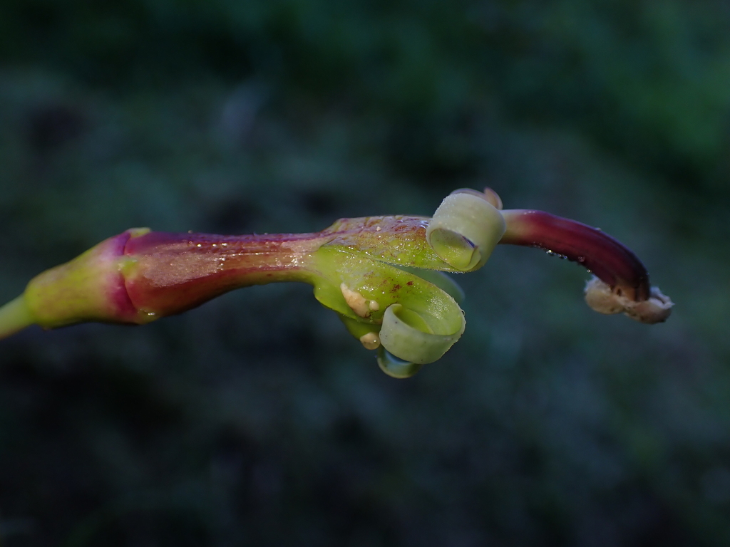 Burmeistera crispiloba (Burmeistera crispiloba)