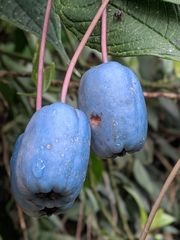 Burmeistera cyclostigmata (Burmeistera cyclostigmata)
