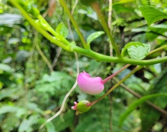 Burmeistera cyclostigmata (Burmeistera cyclostigmata)