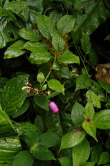 Burmeistera cyclostigmata (Burmeistera cyclostigmata)