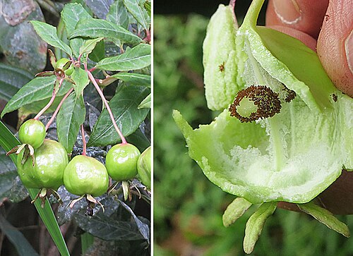 Burmeistera glabrata: Exterior and interior view of the fruit, appreciated by birds. The species is reported from Columbia and Ecuador. In context at www.dixpix.ca/meso_america/Flora