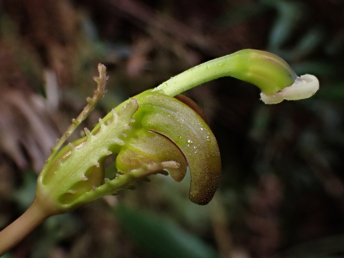 Burmeistera holm-nielsenii (Burmeistera holm-nielsenii)