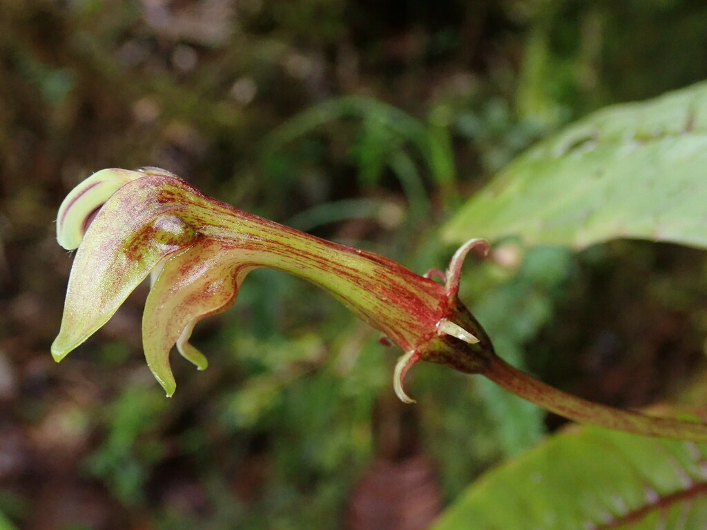 Burmeistera huacamayensis (Burmeistera huacamayensis)