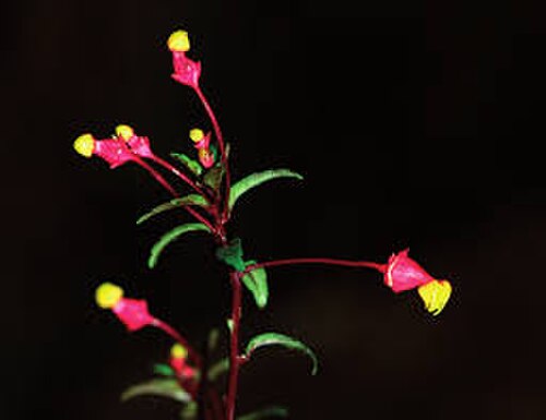 Burmeistera minutiflora: Burmeistera minutiflora