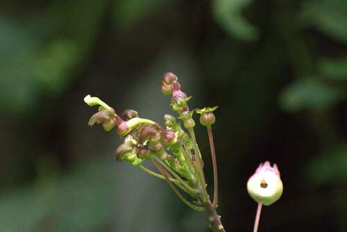 Burmeistera multiflora (Burmeistera multiflora)