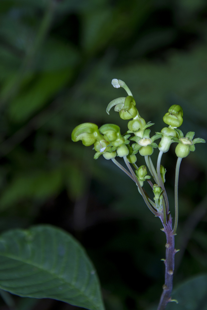 Burmeistera multiflora (Burmeistera multiflora)