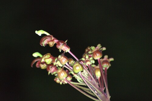 Burmeistera multiflora (Burmeistera multiflora)