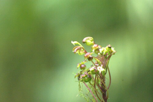 Burmeistera multiflora (Burmeistera multiflora)