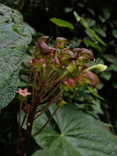 Burmeistera multiflora (Burmeistera multiflora)