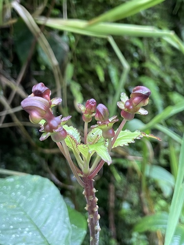 Burmeistera multiflora (Burmeistera multiflora)