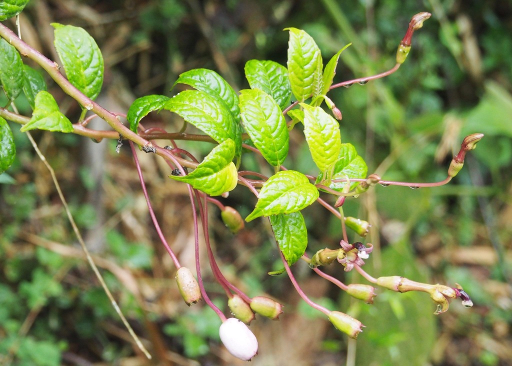 Burmeistera sodiroana (Burmeistera sodiroana)