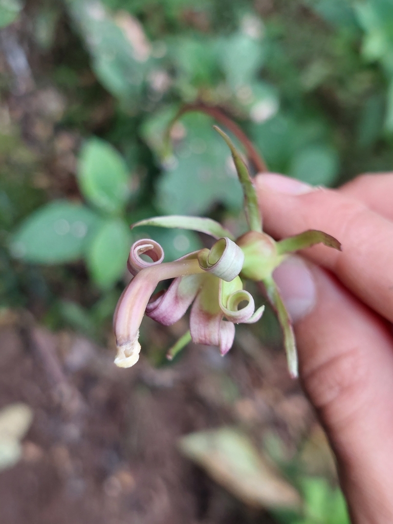 Burmeistera succulenta (Burmeistera succulenta)
