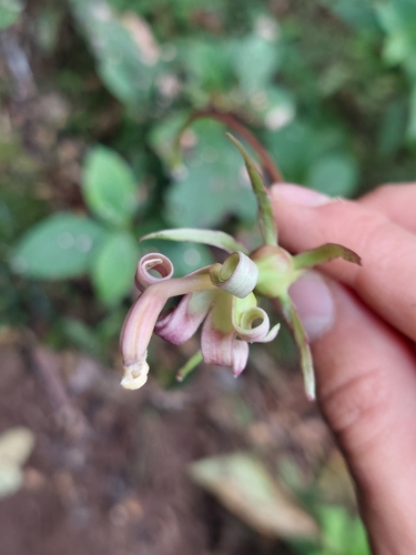 Burmeistera succulenta (Burmeistera succulenta)