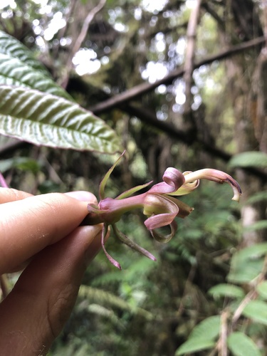 Burmeistera succulenta (Burmeistera succulenta)