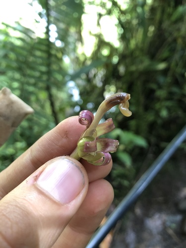 Burmeistera succulenta (Burmeistera succulenta)