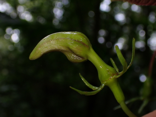 Burmeistera succulenta (Burmeistera succulenta)