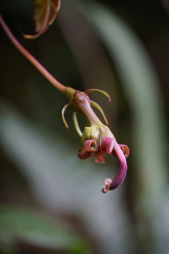 Burmeistera succulenta (Burmeistera succulenta)