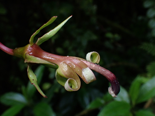 Burmeistera succulenta (Burmeistera succulenta)