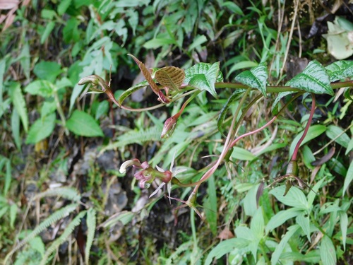 Burmeistera succulenta (Burmeistera succulenta)