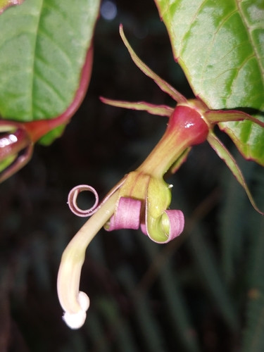 Burmeistera succulenta (Burmeistera succulenta)