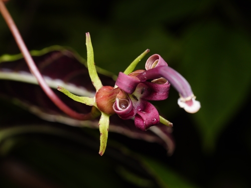 Burmeistera succulenta (Burmeistera succulenta)