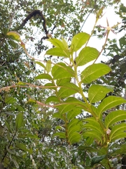 Burmeistera succulenta (Burmeistera succulenta)
