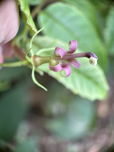 Burmeistera succulenta (Burmeistera succulenta)