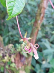 Burmeistera succulenta (Burmeistera succulenta)