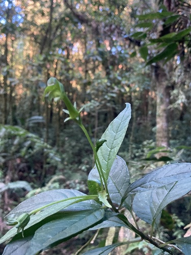 Burmeistera virescens (Burmeistera virescens)