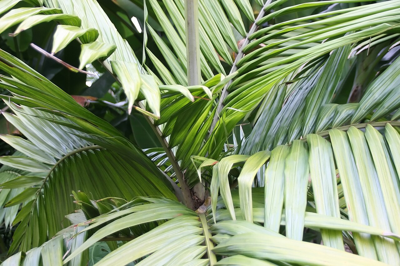 Burretiokentia hapala: Location taken: Fairchild Tropical Botanic Garden, Miami, FL USA. Names: Burretiokentia hapala H.E.Moore, Pal Classification: Plantae > Magnoliophyta > Liliopsi