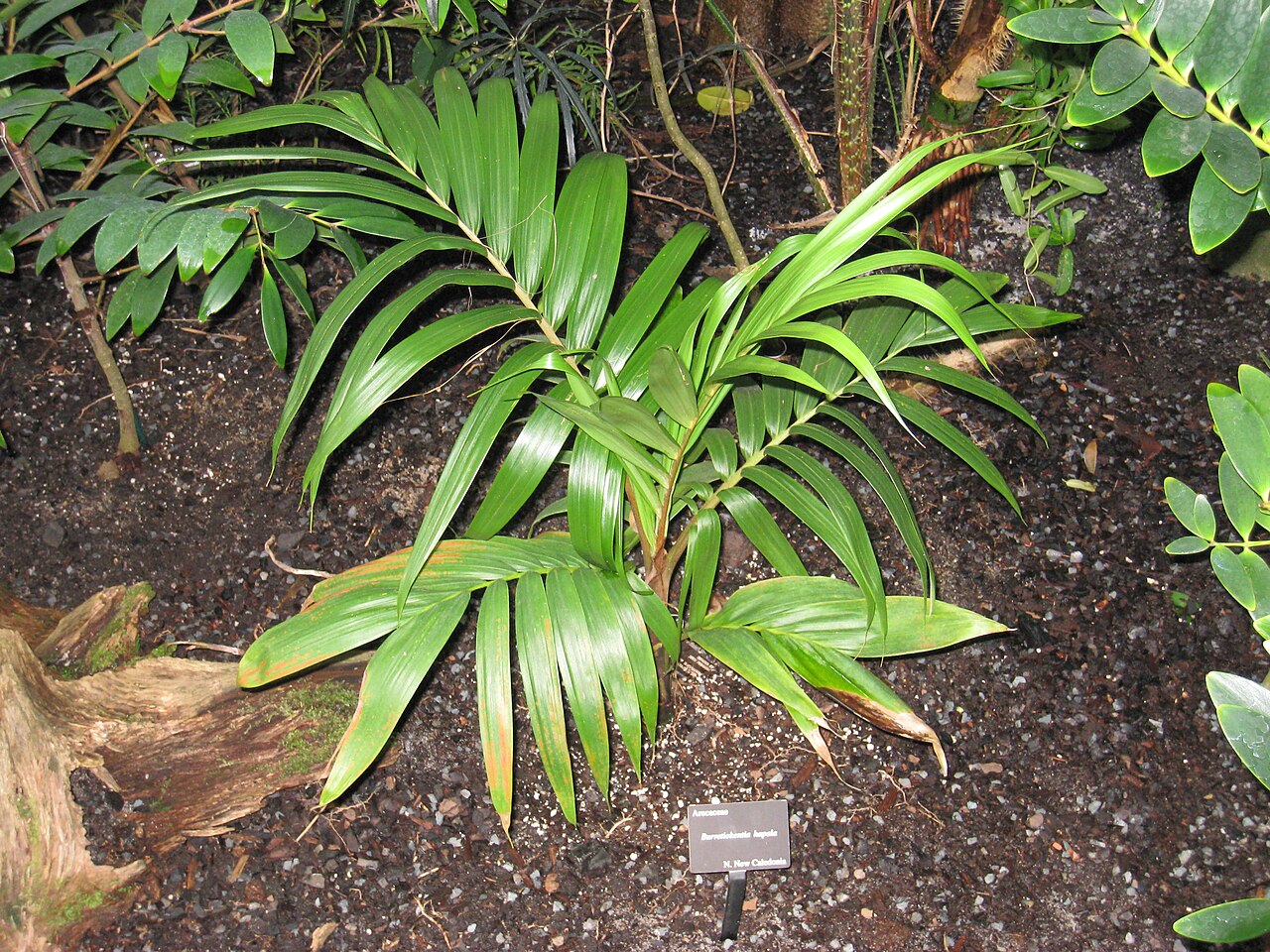 Burretiokentia hapala: Burretiokentia hapala. Specimen in the Atlanta Botanical Garden, Atlanta, Georgia, USA.