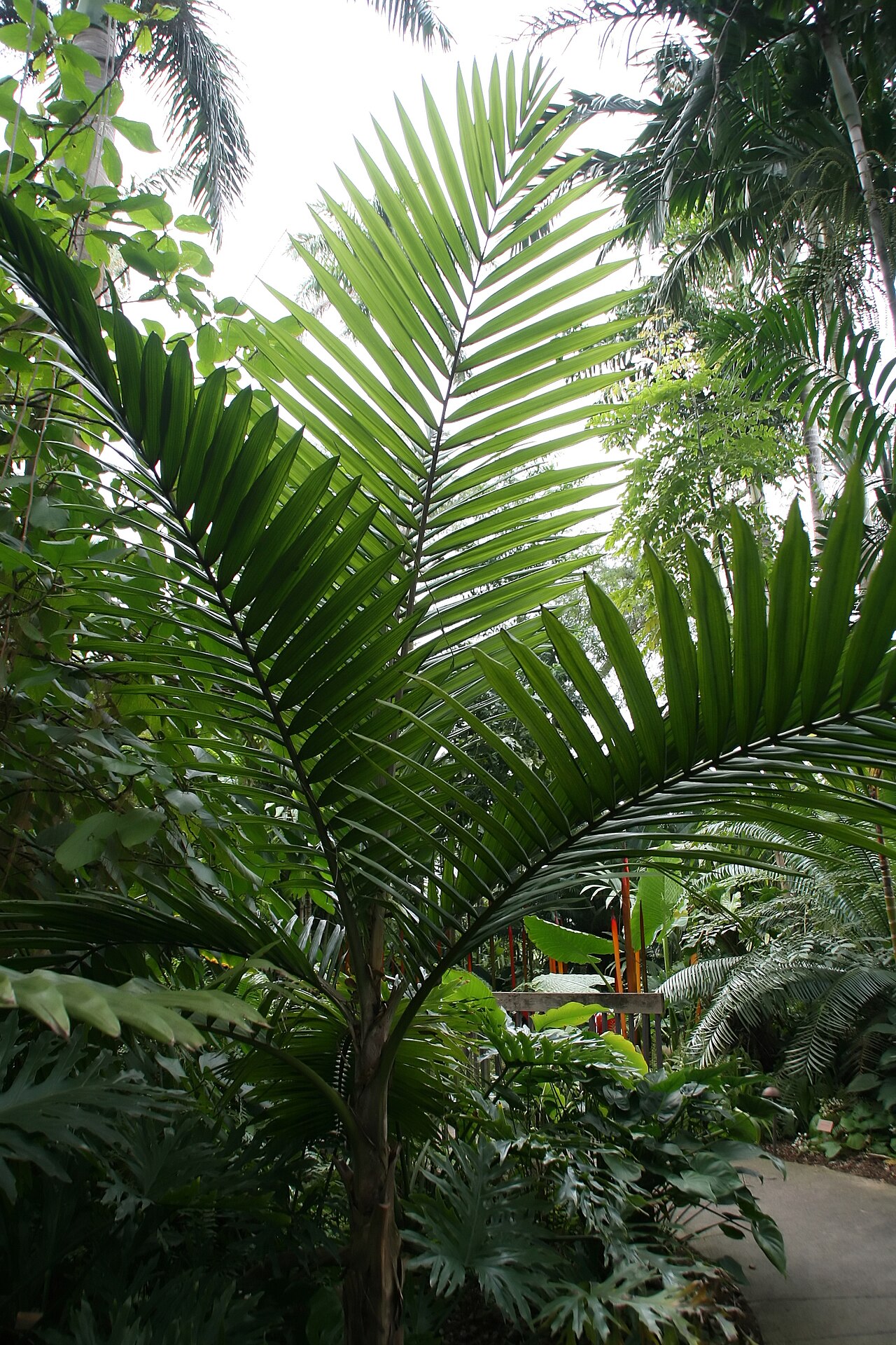 Burretiokentia hapala: Location taken: Fairchild Tropical Botanic Garden, Miami, FL USA. Names: Burretiokentia hapala H.E.Moore, Pal Classification: Plantae > Magnoliophyta > Liliopsi