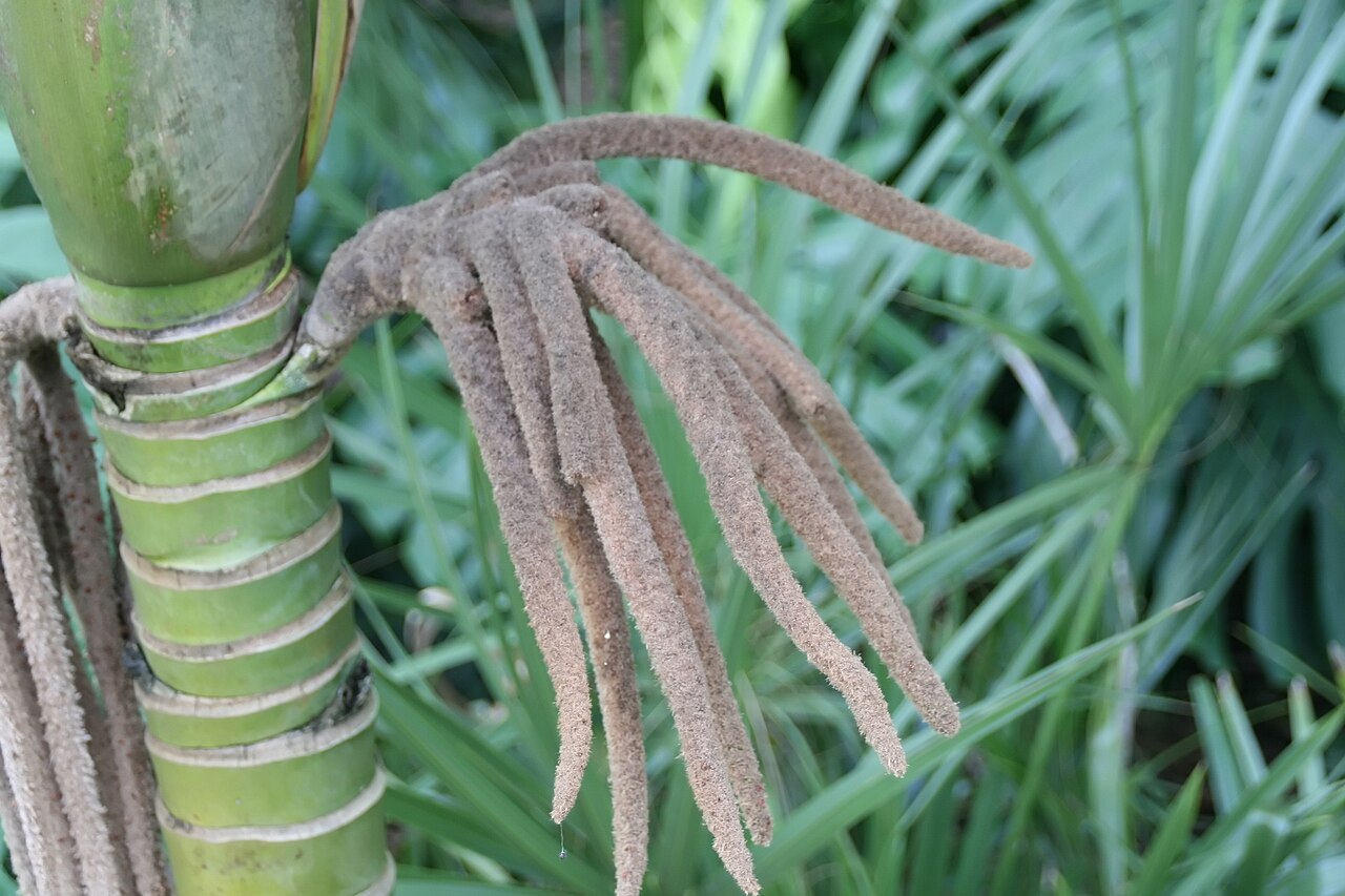 Burretiokentia hapala: Location taken: Fairchild Tropical Botanic Garden, Miami, FL USA. Names: Burretiokentia hapala H.E.Moore, Pal Classification: Plantae > Magnoliophyta > Liliopsi