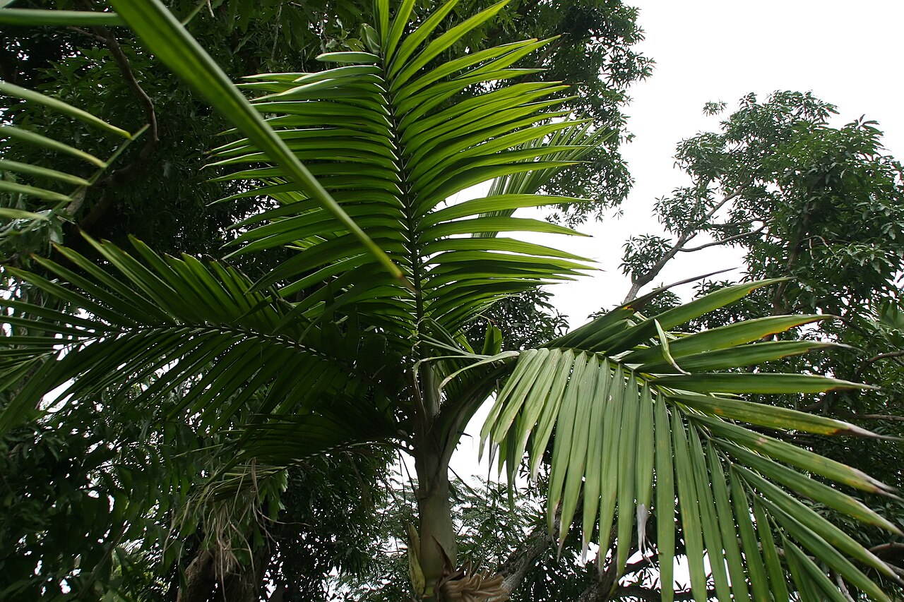 Burretiokentia hapala: Location taken: Fairchild Tropical Botanic Garden, Miami, FL USA. Names: Burretiokentia hapala H.E.Moore, Pal Classification: Plantae > Magnoliophyta > Liliopsi