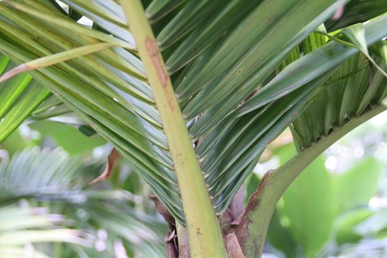 Burretiokentia hapala: Location taken: Fairchild Tropical Botanic Garden, Miami, FL USA. Names: Burretiokentia hapala H.E.Moore, Pal Classification: Plantae > Magnoliophyta > Liliopsi