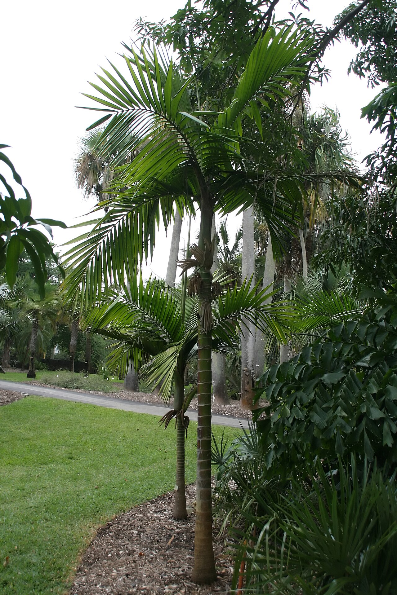 Burretiokentia hapala: Location taken: Fairchild Tropical Botanic Garden, Miami, FL USA. Names: Burretiokentia hapala H.E.Moore, Pal Classification: Plantae > Magnoliophyta > Liliopsi
