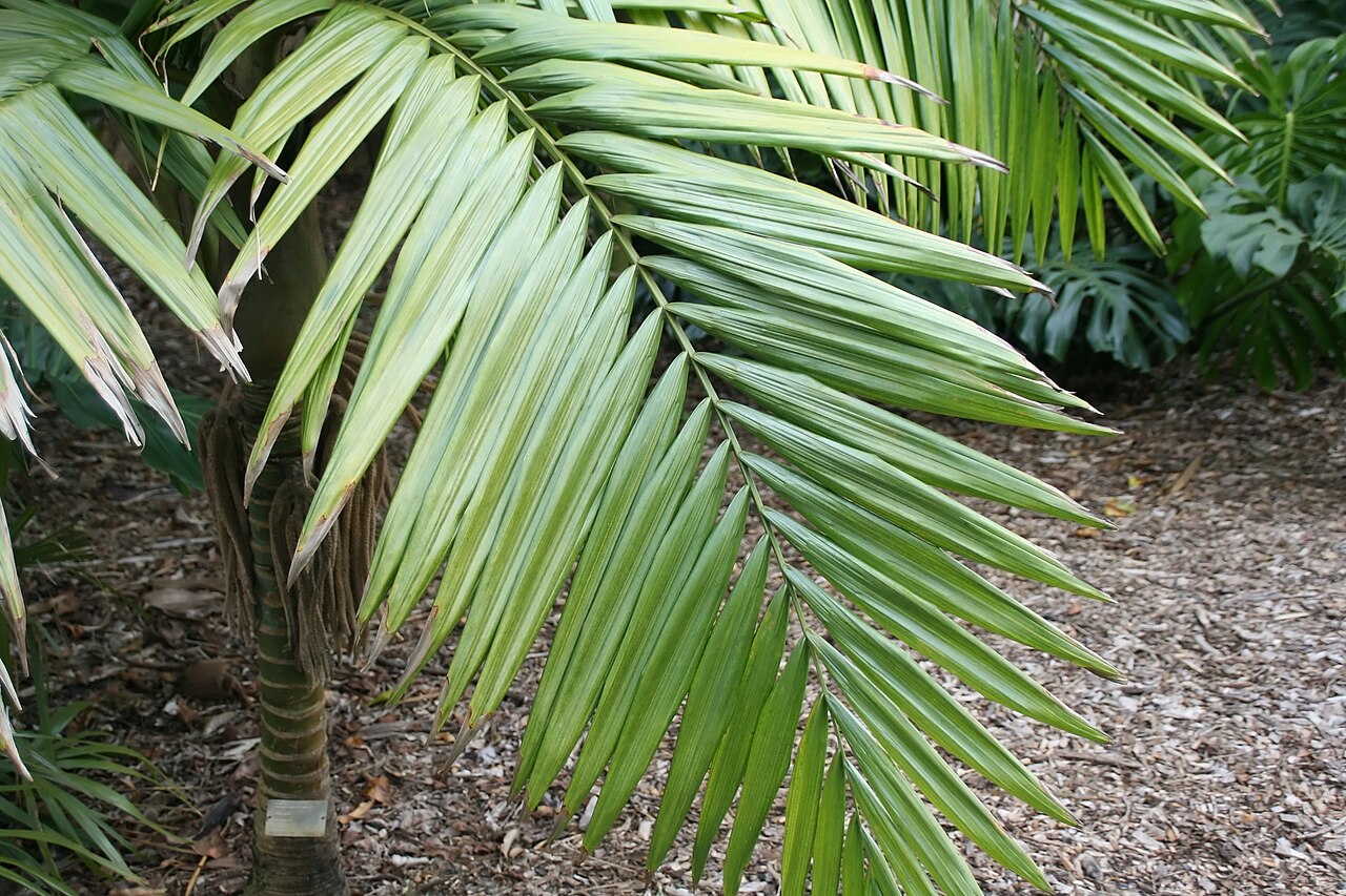 Burretiokentia hapala: Location taken: Fairchild Tropical Botanic Garden, Miami, FL USA. Names: Burretiokentia hapala H.E.Moore, Pal Classification: Plantae > Magnoliophyta > Liliopsi