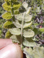 Bursera filicifolia (Bursera filicifolia)