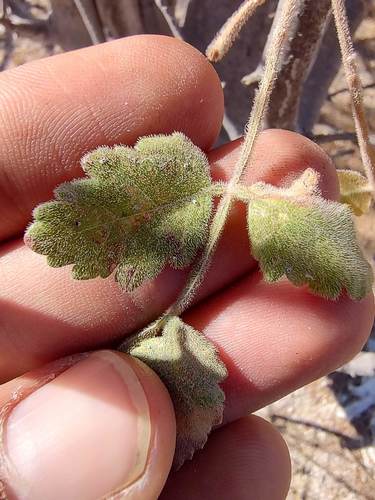 Bursera filicifolia (Bursera filicifolia)