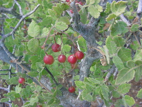 Bursera filicifolia (Bursera filicifolia)