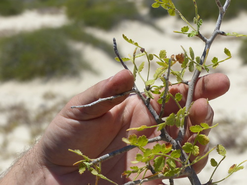 Bursera filicifolia (Bursera filicifolia)