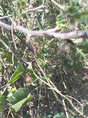 Bursera filicifolia (Bursera filicifolia)