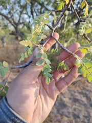Bursera filicifolia (Bursera filicifolia)
