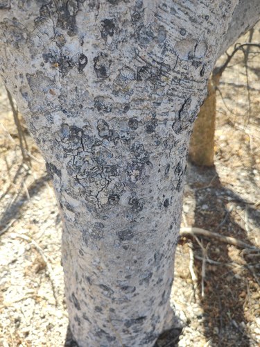 Bursera filicifolia (Bursera filicifolia)