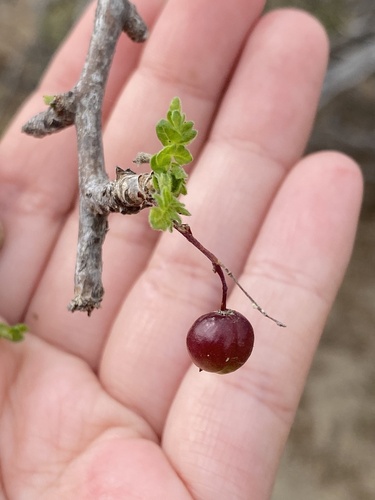 Bursera filicifolia (Bursera filicifolia)