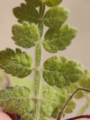 Bursera filicifolia (Bursera filicifolia)
